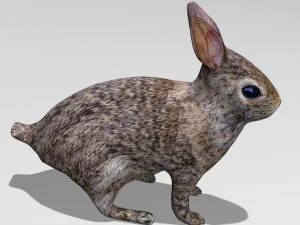 coniglio Modello 3D