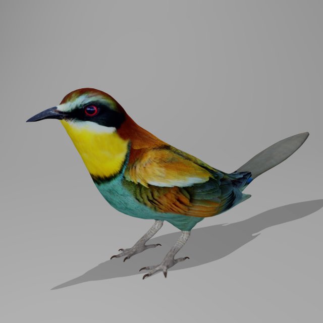 European bee eater 3D Model .c4d .max .obj .3ds .fbx .stl .blend 