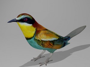 European bee eater Model 3D