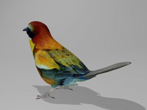 European bee eater 3D Model