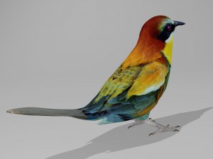 European bee eater 3D Model