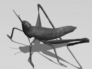 printable cricket 3Dモデル