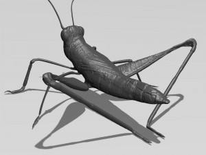 printable cricket 3D 模型