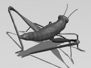 printable cricket 3D 模型