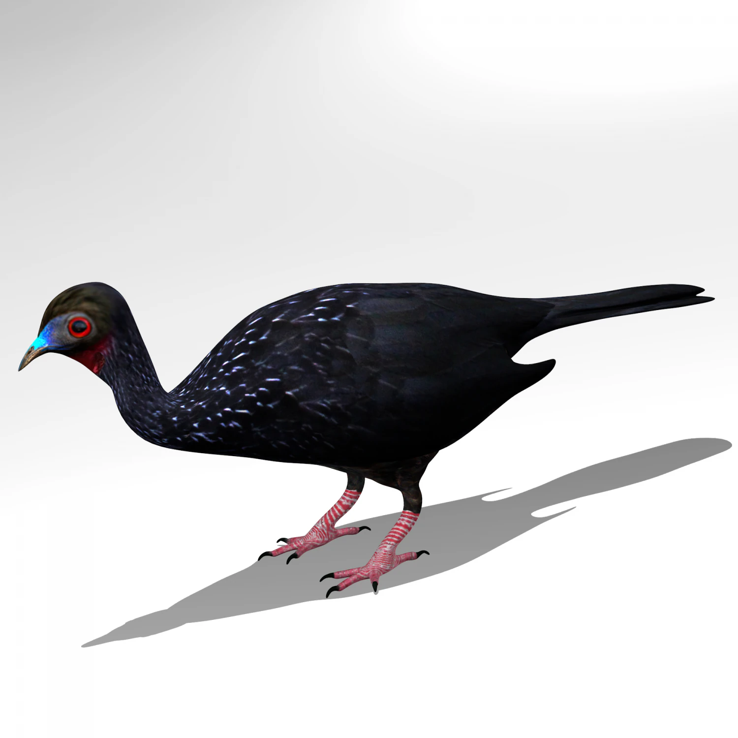 Crested guan 3D Model .c4d .max .obj .3ds .fbx .stl .blend 