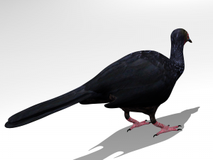Crested guan Modelo 3D