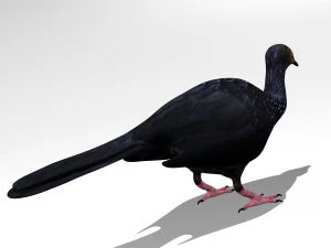 Crested guan 3D Model
