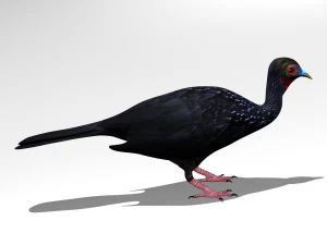 Crested guan 3D Model
