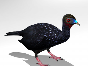 Crested guan Modelo 3D