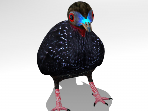 Crested guan Modelo 3D