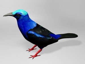 Honeycreeper 3D मॉडल