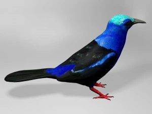 Honeycreeper 3D Model