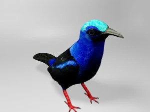 Honeycreeper 3D Model