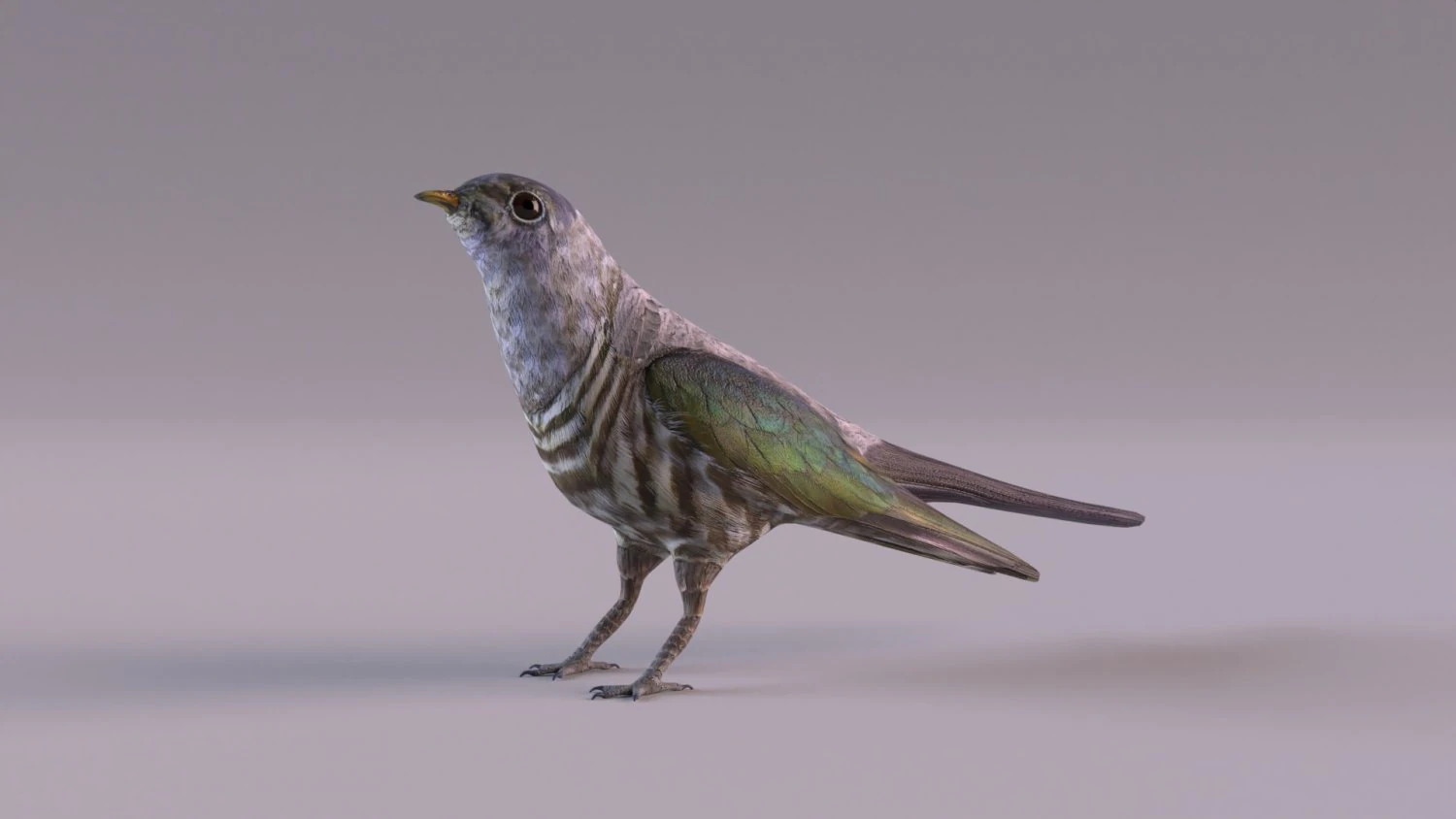 Cuckoo 3D Model .c4d .max .obj .3ds .fbx .stl .blend 