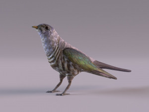 Cuckoo Model 3D