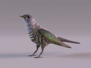 Cuckoo 3D Model