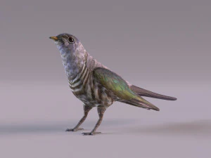 Cuckoo 3D Model