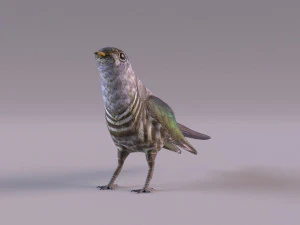 Cuckoo 3D Model