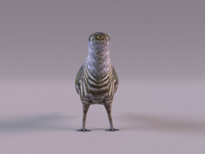 Cuckoo 3D Model