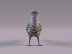 Cuckoo 3D Model