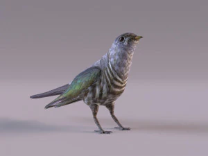 Cuckoo 3D Model