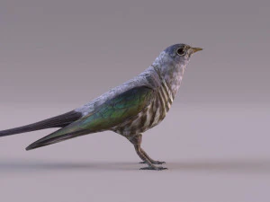 Cuckoo 3D Model