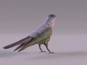 Cuckoo 3D Model