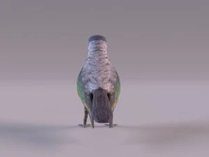 Cuckoo 3D Model