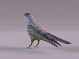 Cuckoo 3D Model