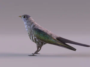 Cuckoo 3D Model