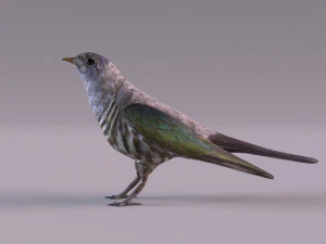 Cuckoo 3D Model