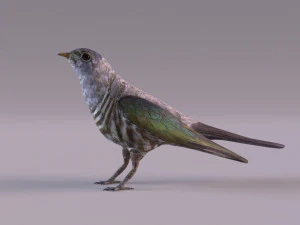 Cuckoo 3D Model