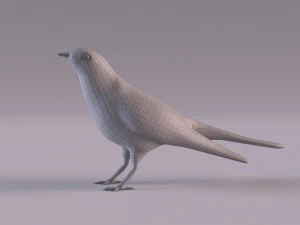 Cuckoo 3D Model