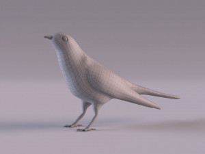 Cuckoo 3D Model