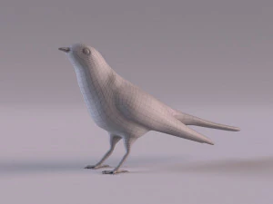 Cuckoo 3D Model