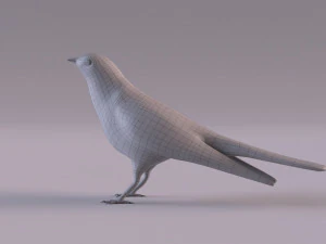 Cuckoo 3D Model
