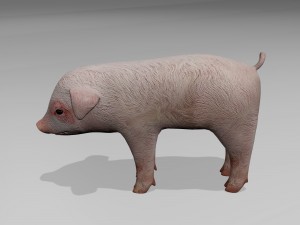 Little pig 3D Модель