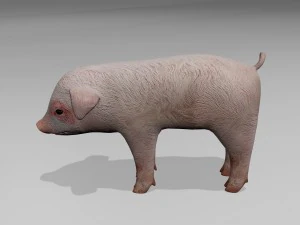 Little pig 3D Model