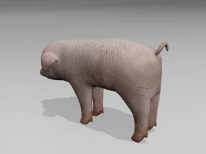 Little pig 3D Model