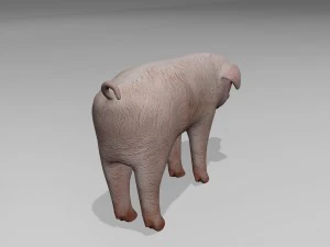 Little pig 3D Model