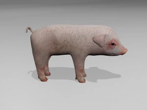 Little pig 3D Model
