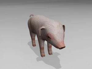 Little pig 3D Model