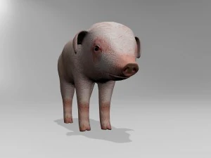 Little pig 3D Model