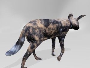 Hyena 3Dモデル
