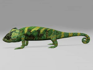 Chameleon 3D Model