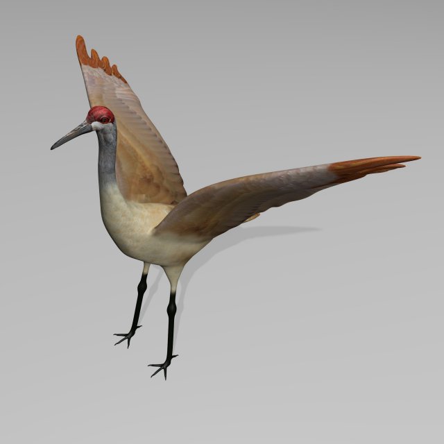 sandhill crane 3D Model .c4d .max .obj .3ds .fbx .stl .blend 