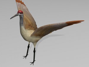 sandhill crane 3D Model