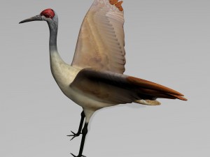 sandhill crane 3D Model