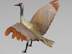 sandhill crane 3D Model