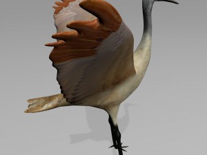 sandhill crane 3D Model